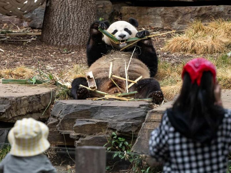 Panda & Friends Tour and a Day at Adelaide Zoo - Frequently Asked Questions
