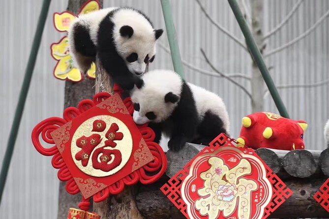 Panda Volunteer expperience in Dujiangyan or Wolong Panda Base - An In-Depth Look at the Panda Volunteer Experience