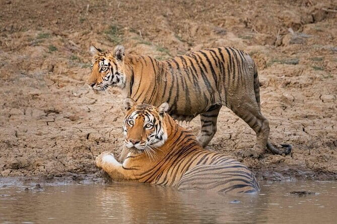 Panna National Park and Tiger Reserve Jeep Safari from Khajuraho - Key Points