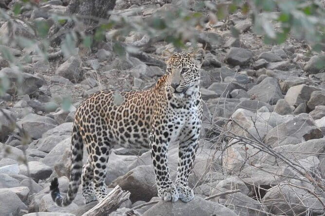 Panna National Park and Tiger Reserve Jeep Safari from Khajuraho - The Experience: What to Expect from the Safari