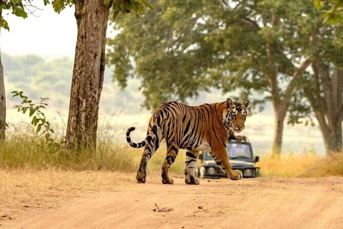 Panna National Park Tiger Safari with Transfer from Khajuraho - Key Points