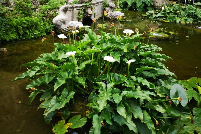 Panorama Dubrovnik & Arboretum Trsteno PRIVATE TOUR - Who Would Love This Tour?