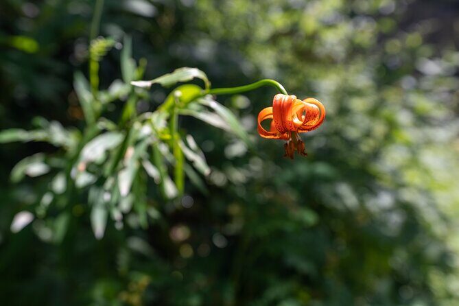 Panoramic hike in Julian Alps - Why This Tour Stands Out
