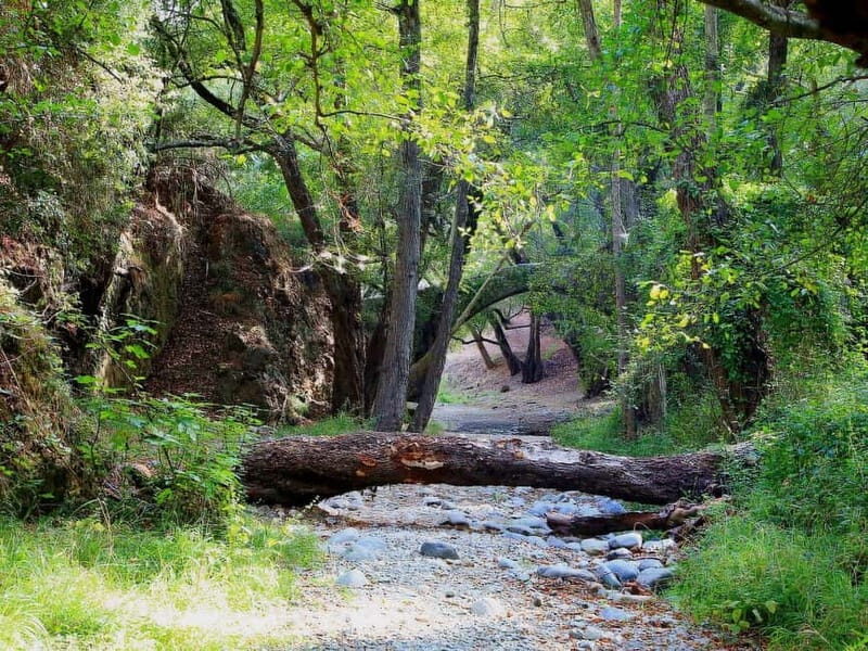 Paphos: Beauty, Nature and Charm of Troodos Mountains - Scenic Drive and Village Lunch