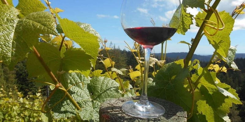 Paphos: Private Wine Tour with Tastings and Winery Visits - Key Points