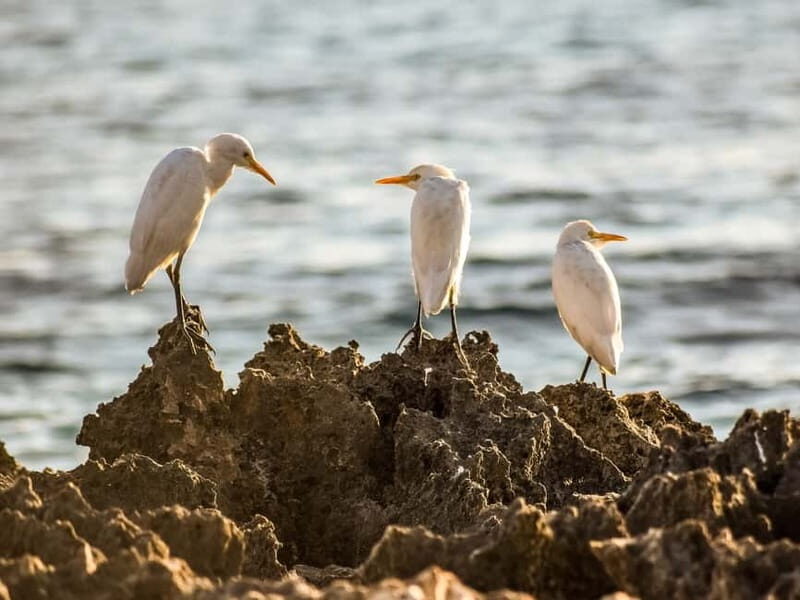 Paphos: Sea Star Cruise to Coral Bay - Key Points