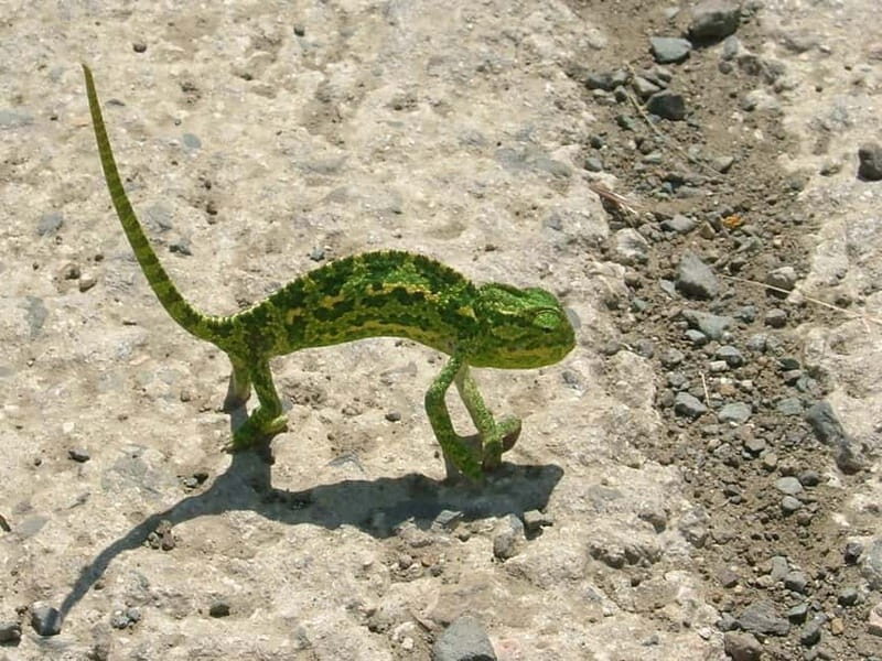 Paphos: Troodos-Kykkos Land Rover Treasure Jeep Safari - The Value of This Experience