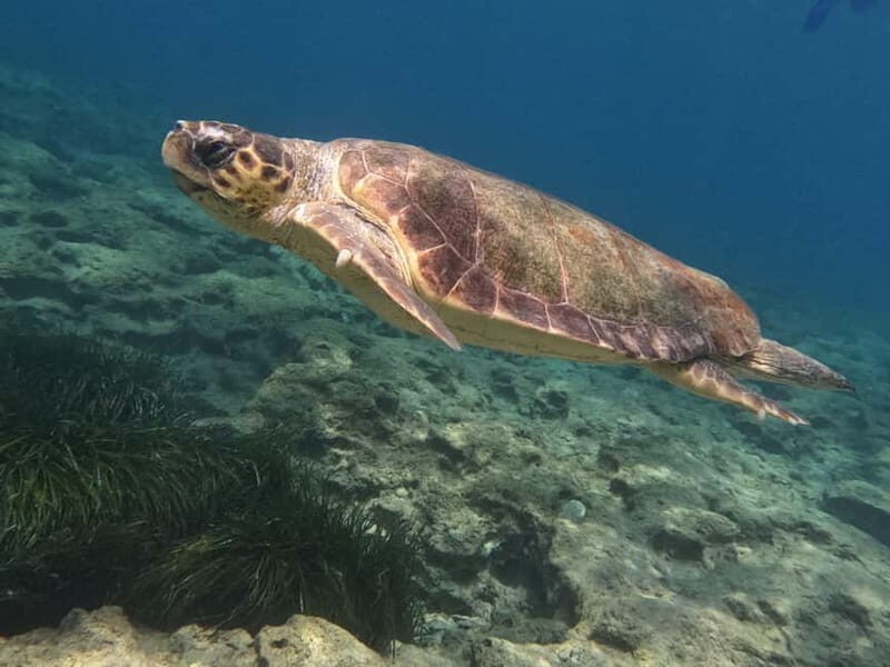 Paphos: Turtle-Watching Snorkeling Sea Scooter Trip - Practical Tips for Your Trip