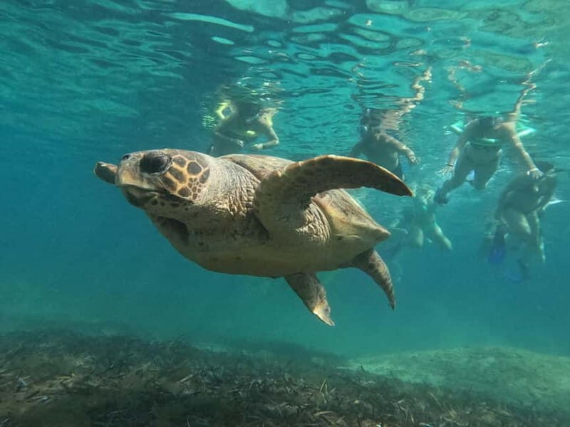 Paphos: Turtle-Watching Snorkeling Sea Scooter Trip - FAQ