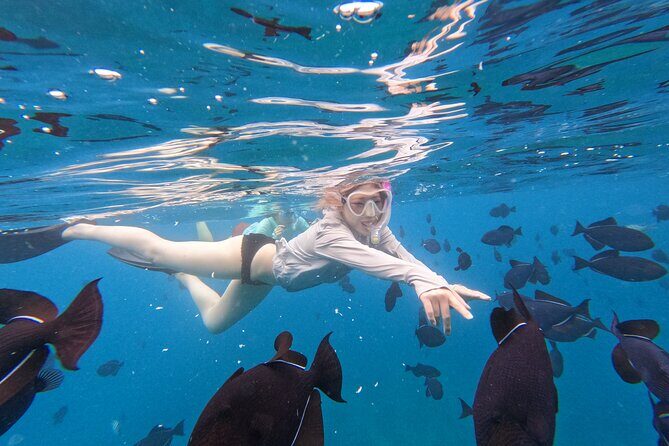 Paradise Honu Morning Snorkeling Tour - FAQ About the Paradise Honu Morning Snorkeling Tour