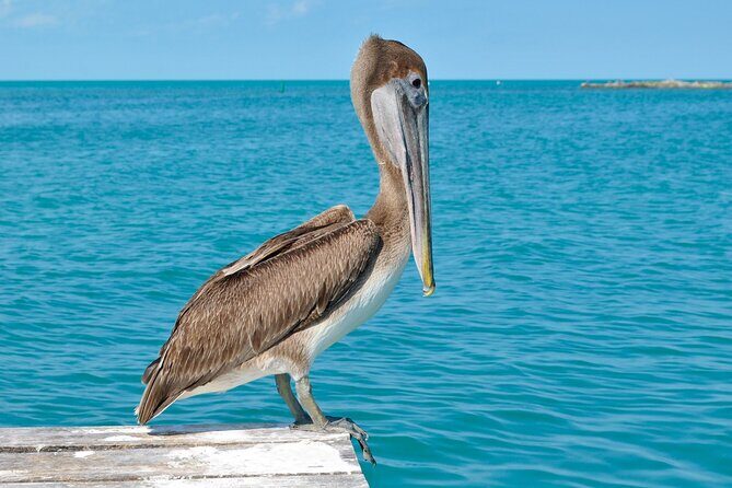 Paradise Islands Tour: Isla Contoy and Isla Mujeres - The Charm of Isla Mujeres