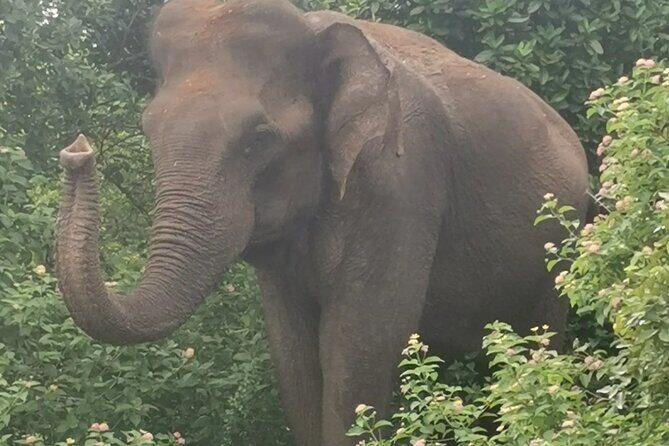 Paradise Udawalawe Safari Tours - The Sum Up