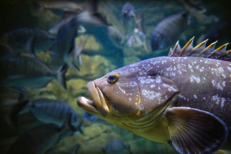 Paris: Aquarium de Paris Entrance Ticket - Practical Details: Visiting the Aquarium de Paris