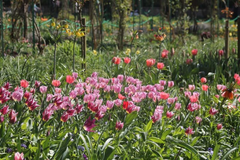 Paris: Giverny Gardens Day Trip with Professional Tour Guide - Authentic Insights from Guest Reviews