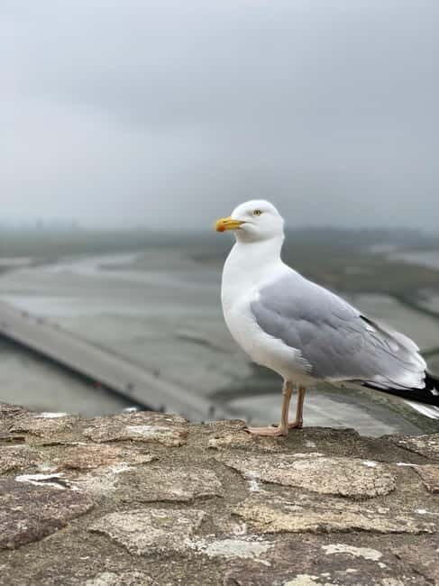 Paris: Mont Saint-Michel Day Trip with Private Driver - Optional Guided Tour and Its Value