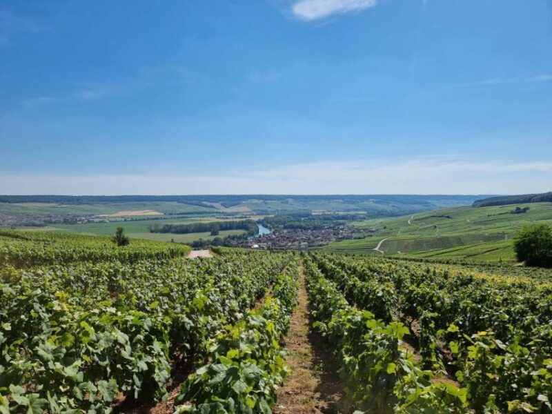 Paris: Private Epernay Trip with Champagne Vineyard Tastings - The Value of This Tour
