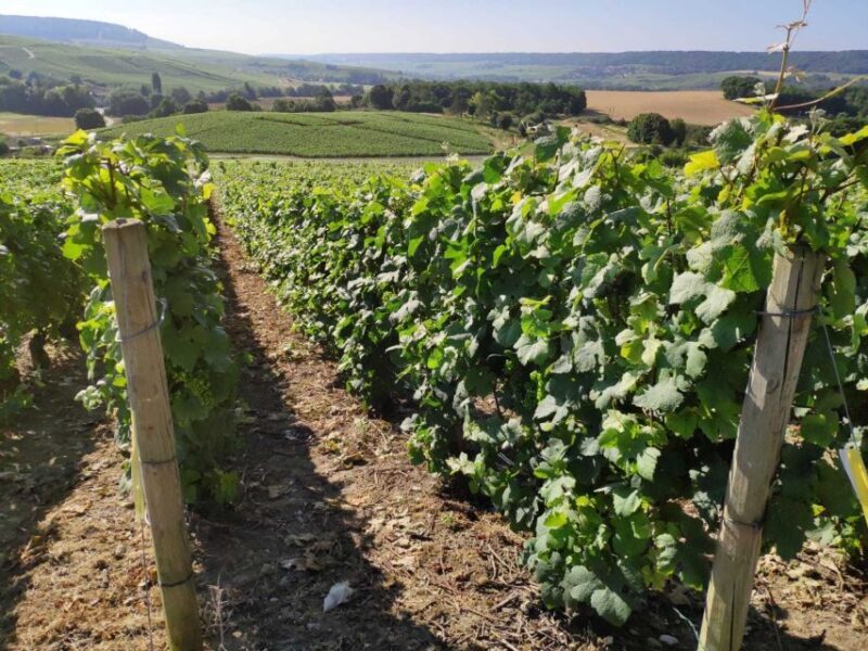 Paris: Private Epernay Trip with Champagne Vineyard Tastings - FAQ