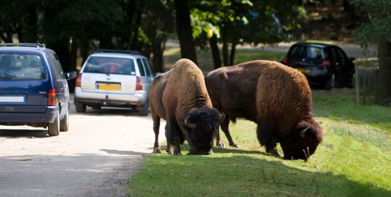 Paris: Thoiry Castle and Safari Park Private Tour - A Comprehensive Look at Thoiry: Wildlife, Heritage, and Gardens