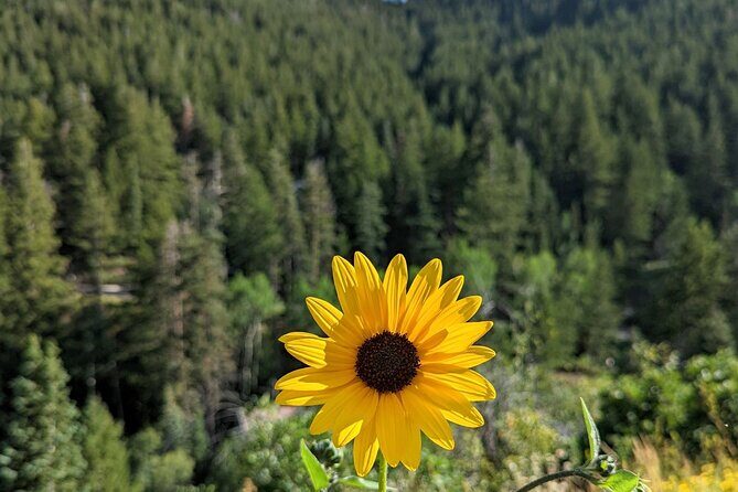 Park City Hiking Activity with Local Guide - A Detailed Look at the Park City Hiking Experience