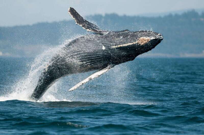 Parksville: Half-Day Whale and Wildlife Adventure - An In-Depth Look at the Tour Experience