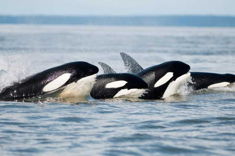 Parksville: Half-Day Whale and Wildlife Adventure - FAQ