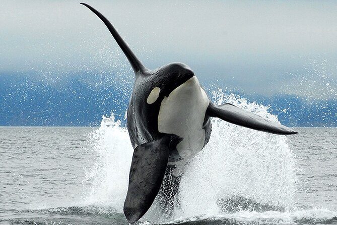 Parksville Half Day Whale and Wildlife Adventure - Exploring the Parksville Half Day Whale and Wildlife Adventure: A Practical Guide