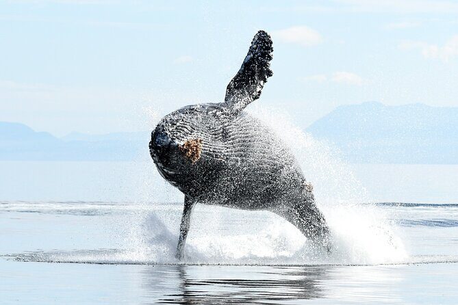 Parksville Half Day Whale and Wildlife Adventure - Who Should Book This Tour?