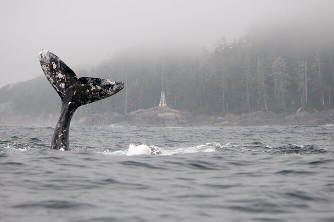 Parksville Half Day Whale and Wildlife Adventure - Frequently Asked Questions