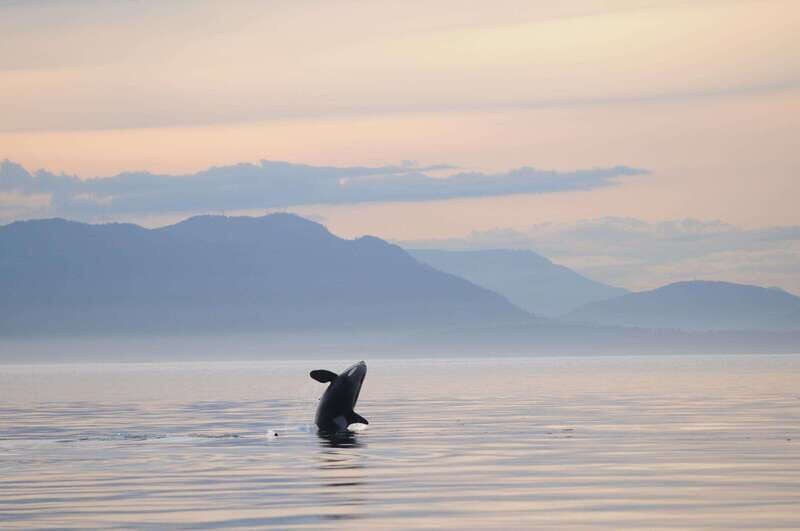 Parksville: Sunset Whale and Wildlife Adventure - Who Should Consider This Tour?