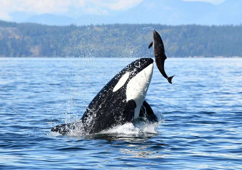 Parksville: Sunset Whale and Wildlife Adventure - FAQs about the Sunset Whale and Wildlife Adventure