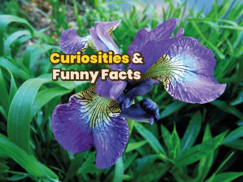 Parma: Digital guide made with a Local for your tour - The Sum Up: Is It Worth It?