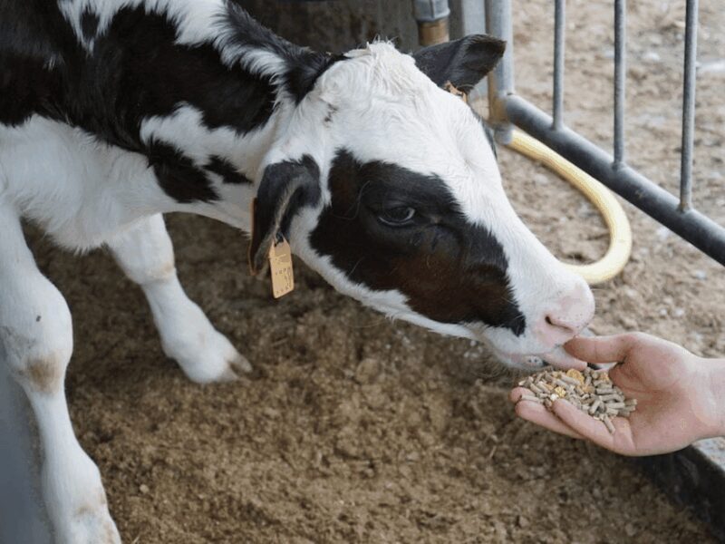 Parmesan Wheels near Parma: Tasting & Factory Tour - What to Expect from the Parmigiano Reggiano Tour