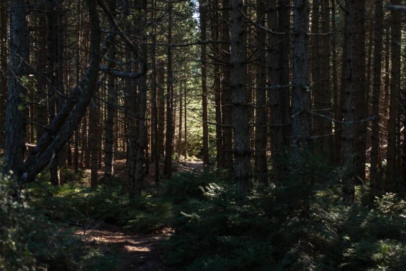 Parnitha (Parnis) / Skipiza & Mola loop - Hike near Athens - An Authentic Day Out in Parnitha National Park