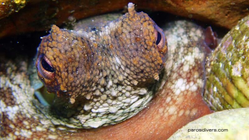 Paros: Scuba Diving Experience - A Complete Look at the Paros Scuba Diving Experience