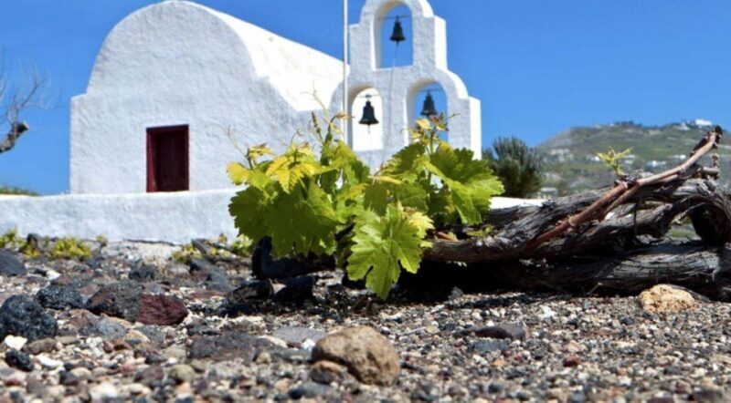 Paros wine tour and tasting - Paros Wine Tour and Tasting: An Authentic Greek Experience
