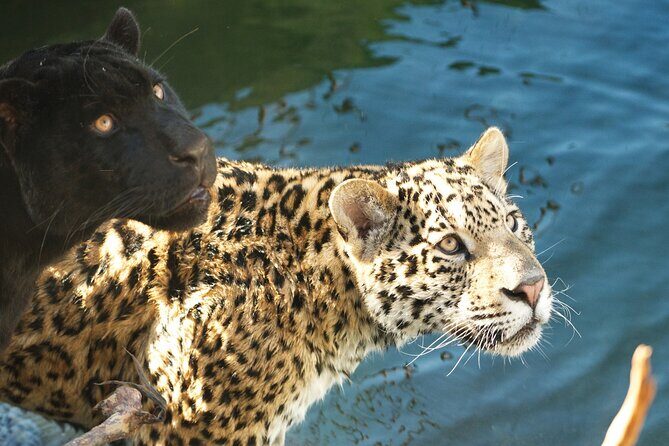 Parrot World Immersive Wildlife Park Entry Ticket next to Paris - Location and Accessibility