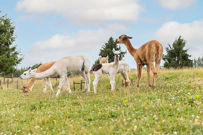 Parrot World Immersive Wildlife Park Entry Ticket next to Paris - Practical Tips for Visiting