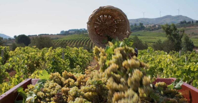 Partinico:Grape harvest in the lands of FrederikII of Swabia - Who Will Love This Tour?