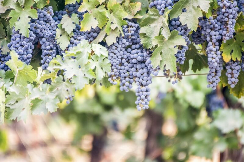 Paso Robles: 3-Winery Tour with Tastings and Lunch - Key Points
