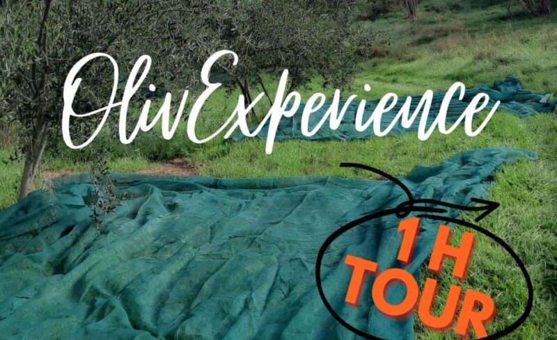 Passeggiando nell'uliveto: come nasce l'olio extrav d'oliva? - Who Should Book This Tour?