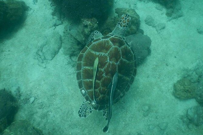 Pattaya PADI Scuba Diving Two Exciting Try Dives with PADI Instructor in Pattaya - What Makes This Tour Stand Out?