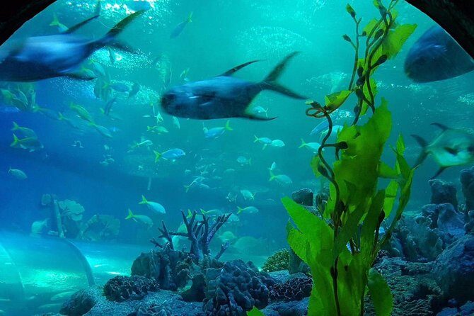 Pattaya Underwater World - Discover Ocean Treasures - FAQs