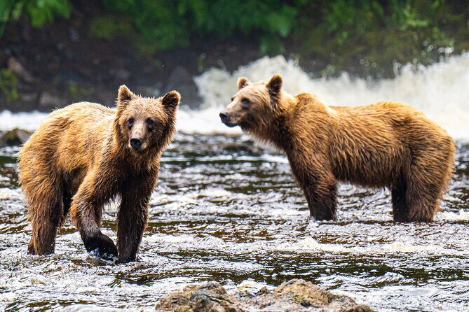 Peak Season Bear Viewing By Seaplane - An In-Depth Look at the Tour Experience