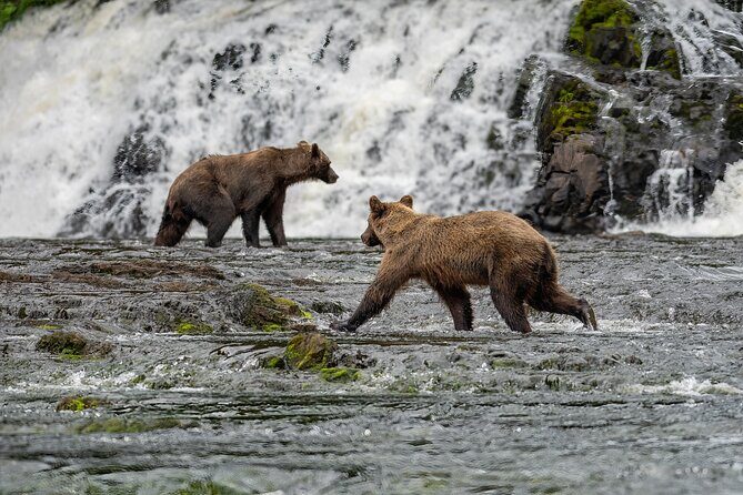 Peak Season Bear Viewing By Seaplane - Who Should Consider This Tour?