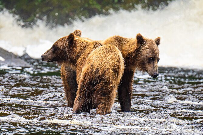Peak Season Bear Viewing By Seaplane - The Sum Up