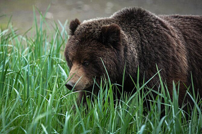 Peak Season Bear Viewing By Seaplane - FAQ