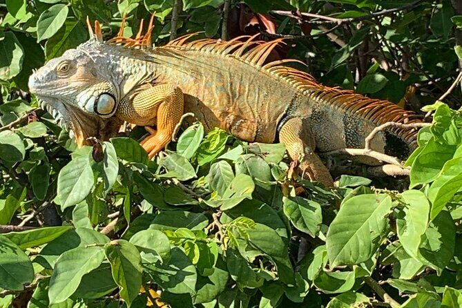 Peanut Island Sunrise Paddle Boarding Adventure - Final Verdict