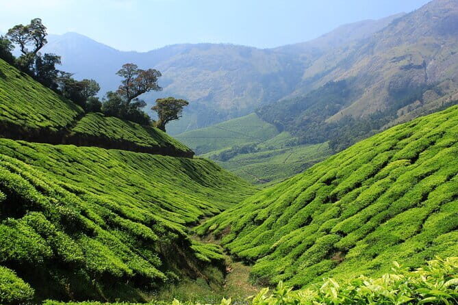 Pedal Green : Munnar Bicycle Tour - Why This Tour Stands Out