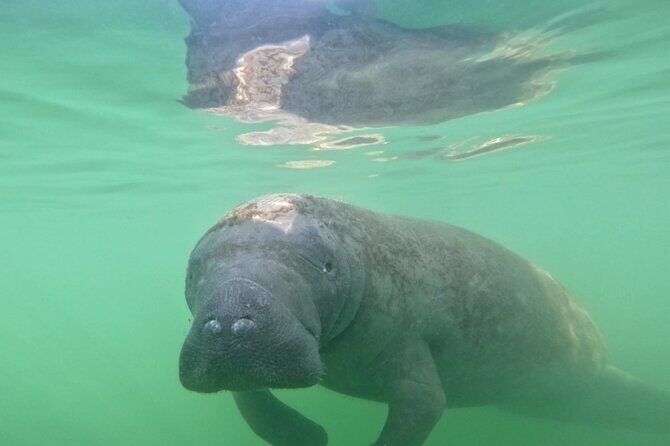 Pedal Kayak Mangrove Tunnel Tour in Bradenton - An In-Depth Look at the Tour