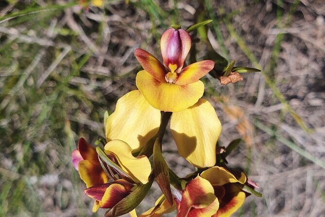 Pedals & Petals - Discovering Wildflowers Bike Tour Kings Park - Practical Details